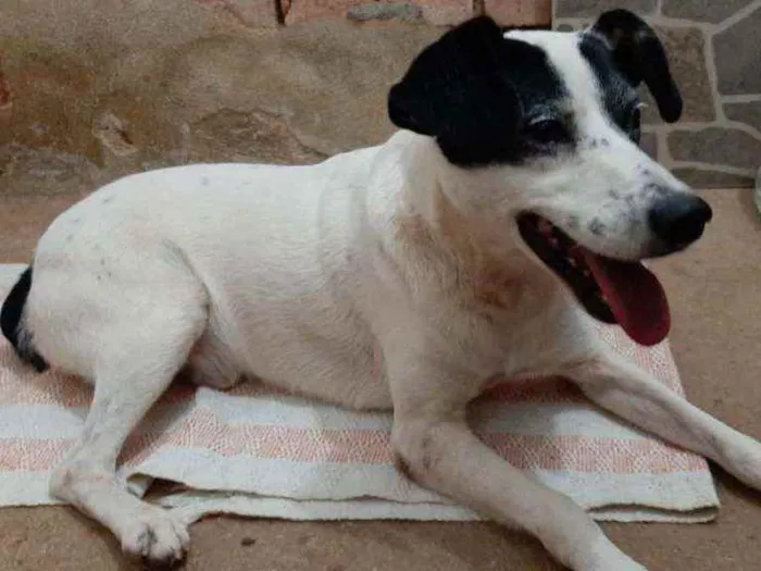 Cachorro ra a SRD idade 3 anos nome Suspiro