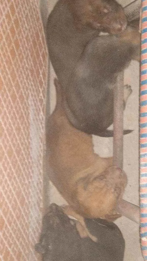 Cachorro raça Srd idade Abaixo de 2 meses nome Filhotes