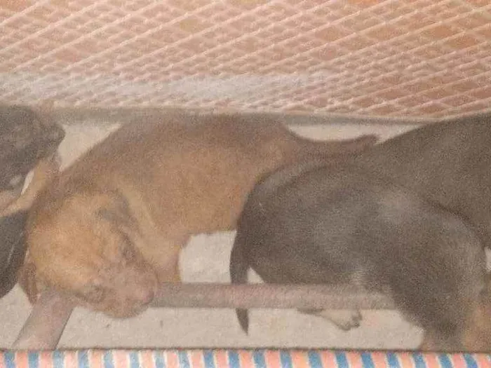 Cachorro raça Srd idade Abaixo de 2 meses nome Filhotes