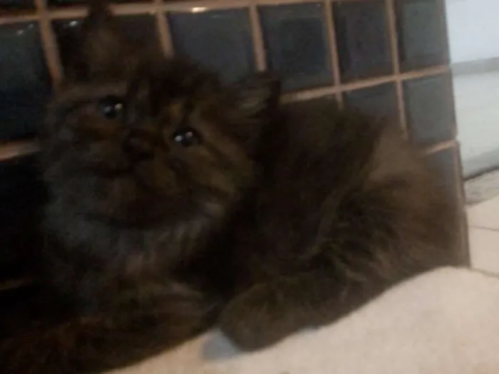 Gato raça SRD idade 2 a 6 meses nome -