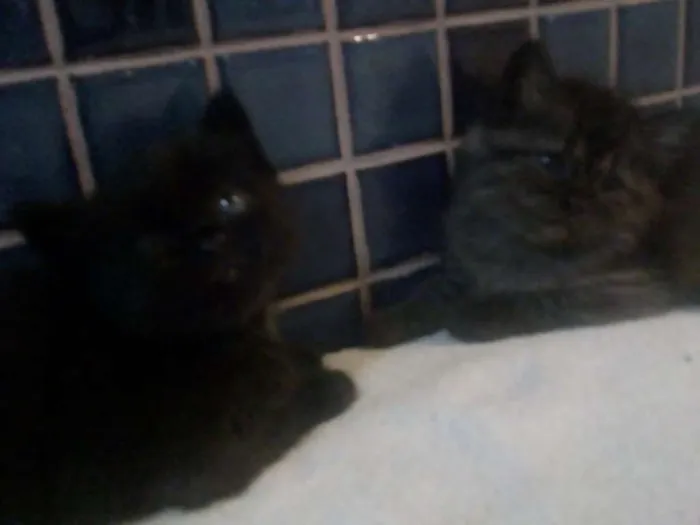 Gato raça SRD idade 2 a 6 meses nome -