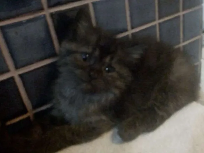 Gato raça SRD idade 2 a 6 meses nome -