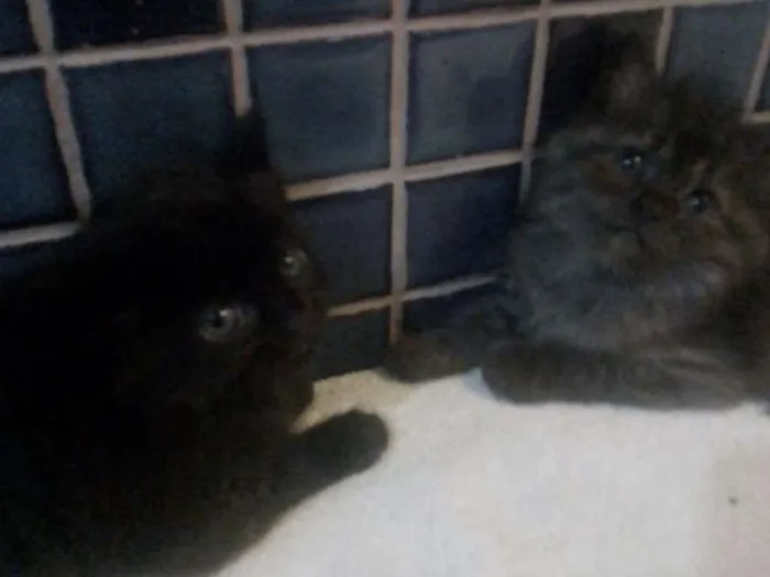 Gato raça SRD idade 2 a 6 meses nome -