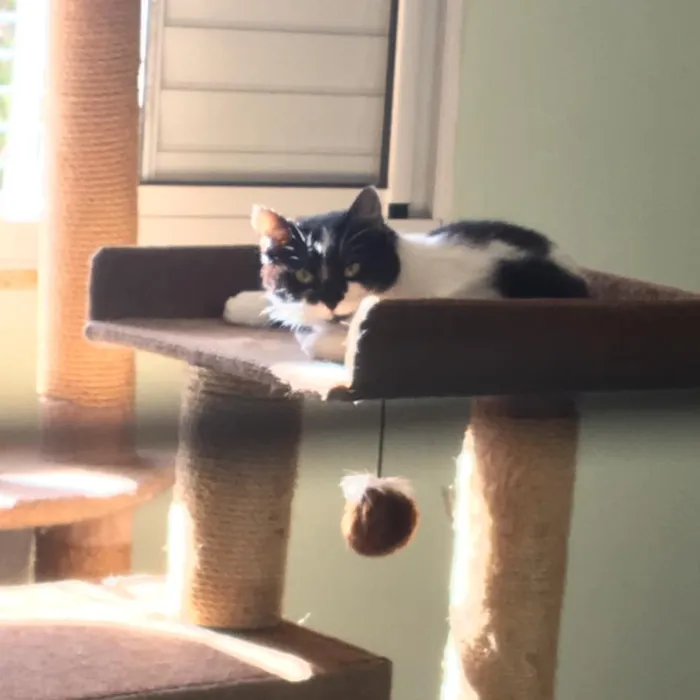 Gato ra a SRD idade 7 a 11 meses nome Filomena