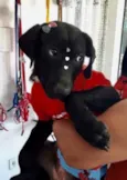 Amora 
