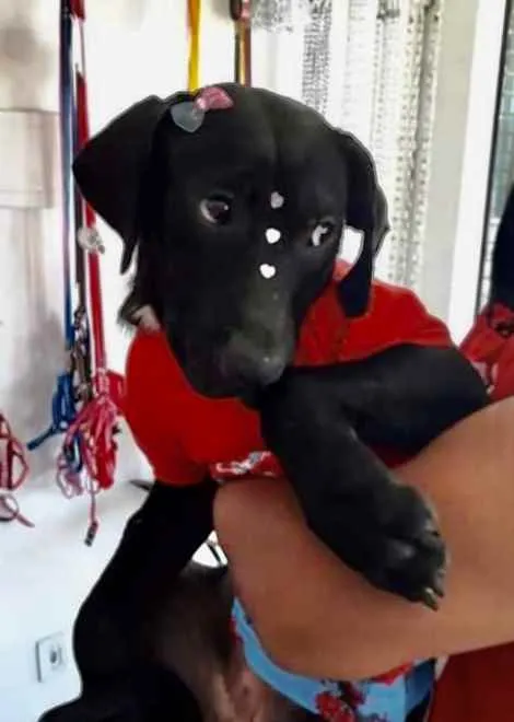 Cachorro ra a Mestiça  idade 2 a 6 meses nome Amora 