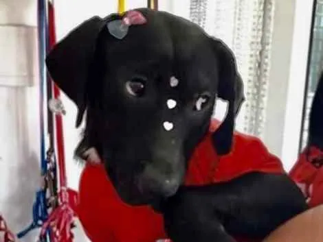 Cachorro ra a Mestiça  idade 2 a 6 meses nome Amora 