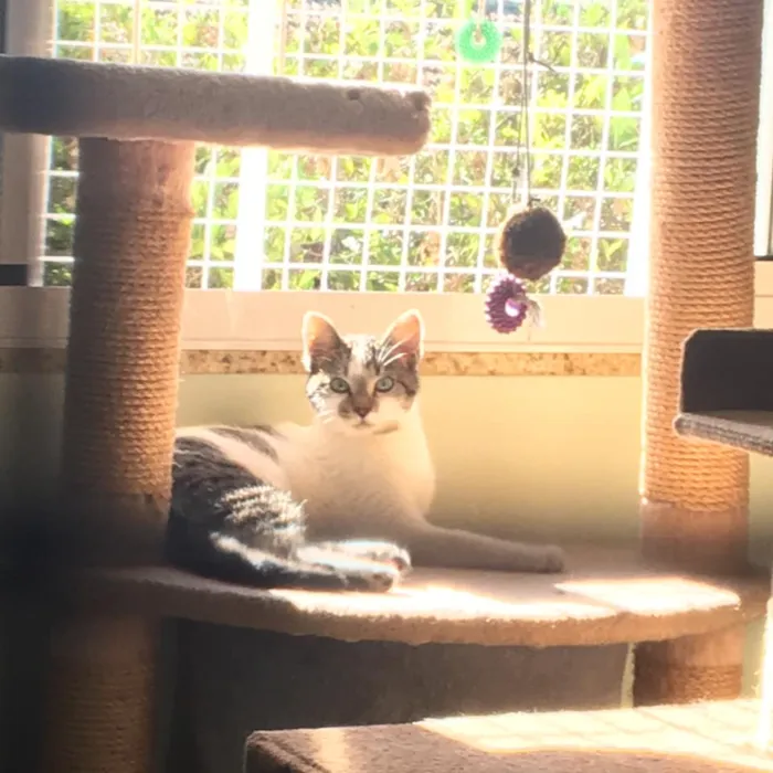Gato ra a srd idade 7 a 11 meses nome Catarina