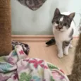 Catarina