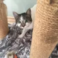 Catarina