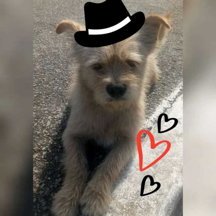Cachorro ra a Sem Raça Definida idade 1 ano nome Kiquinho