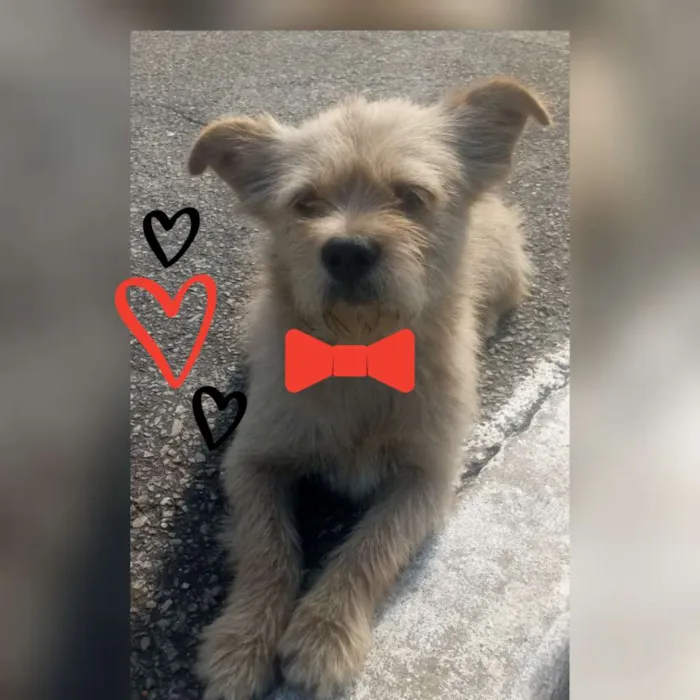 Cachorro ra a Sem Raça Definida idade 1 ano nome Kiquinho