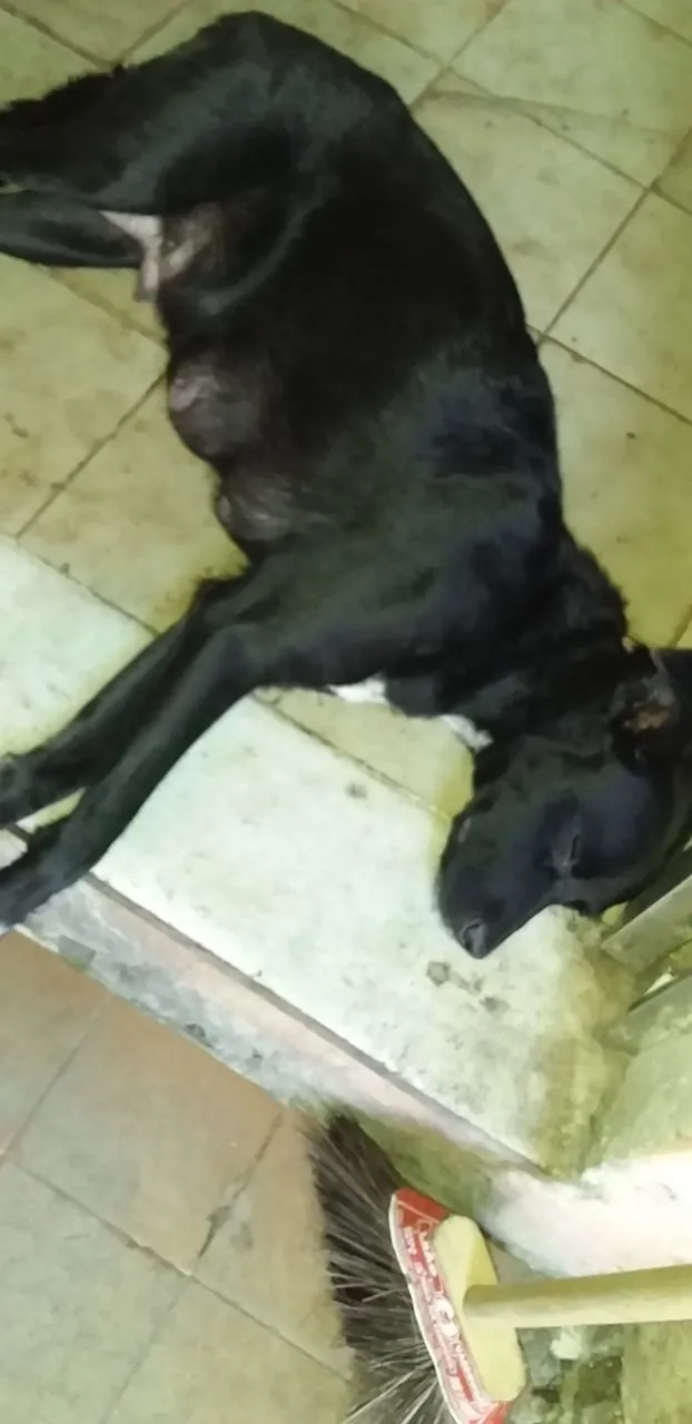 Cachorro ra a Viralata  idade 1 ano nome Cao de rua