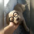 Kiquinho