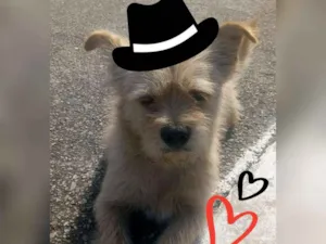 Cachorro raça Sem Raça Definida idade 1 ano nome Kiquinho