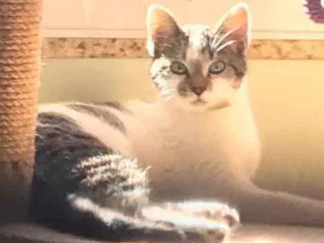 Gato ra a srd idade 7 a 11 meses nome Catarina