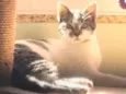 Catarina