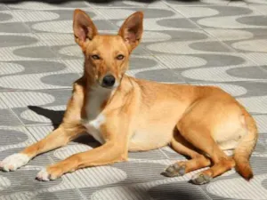 Cachorro raça Srd idade 3 anos nome Canela