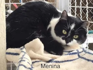 Gato raça SRD idade 7 a 11 meses nome Filomena
