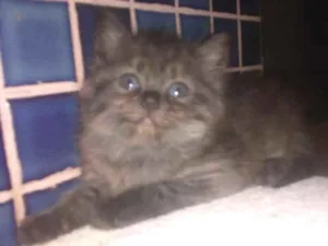 Gato raça SRD idade 2 a 6 meses nome -