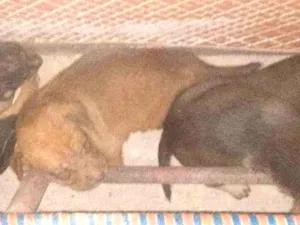 Cachorro raça Srd idade Abaixo de 2 meses nome Filhotes