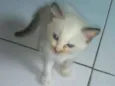 Mili
