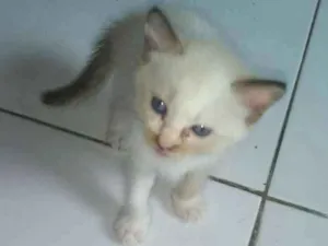 Gato raça Siamês idade 2 a 6 meses nome Mili