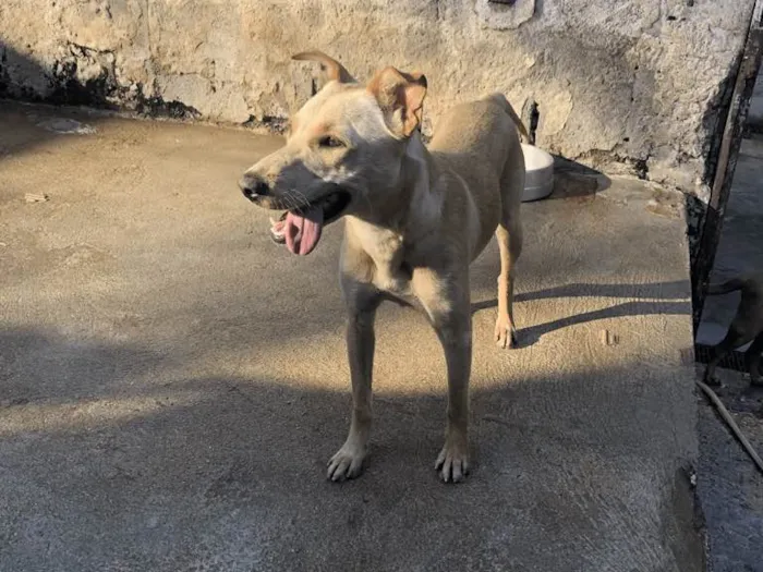 Cachorro ra a SRD idade 1 ano nome Gaby