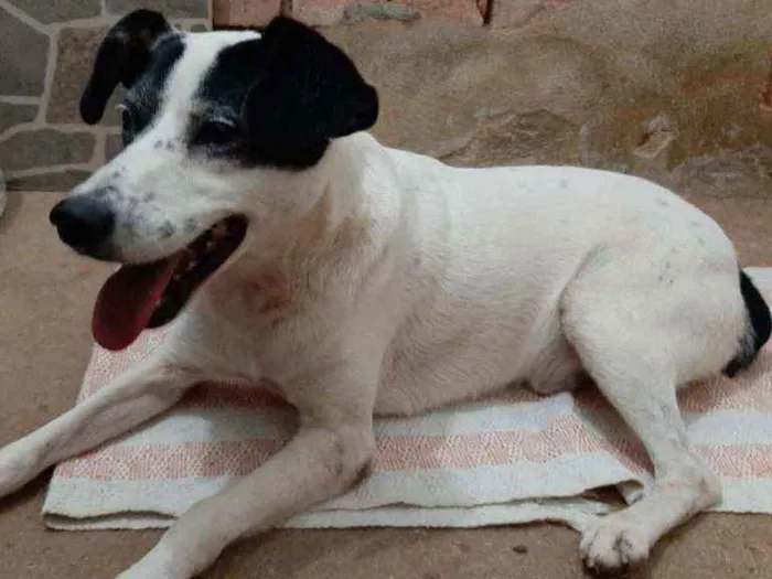 Cachorro ra a SRD idade 3 anos nome Suspiro