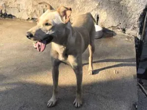 Cachorro raça SRD idade 1 ano nome Gaby