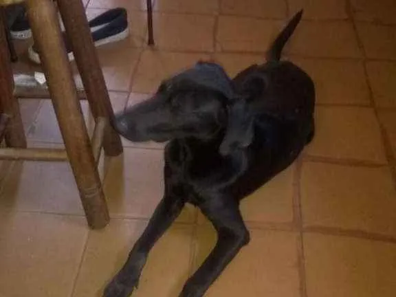 Cachorro ra a Vira-Lata idade  nome Lord