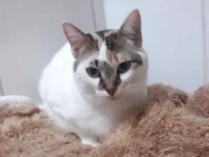 Gato raça Srd idade 1 ano nome Adoção urgente 