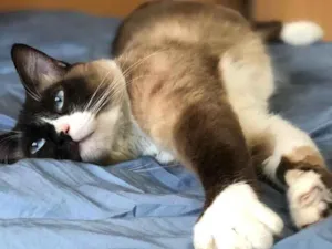 Gato raça Siamês  idade 1 ano nome Adoção urgente 