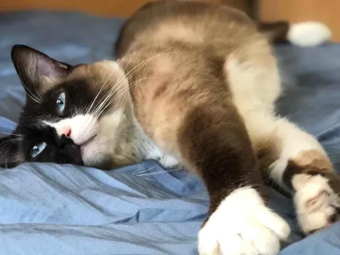 Gato ra a Siamês  idade 1 ano nome Adoção urgente 