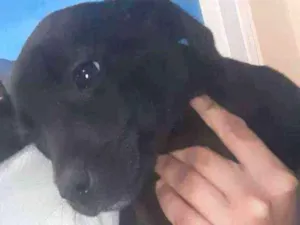 Cachorro raça Vira Lata idade 2 a 6 meses nome Pretinha