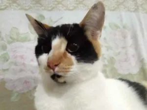 Gato raça Srd  idade 7 a 11 meses nome Linda gatinha 