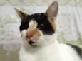 Linda gatinha
