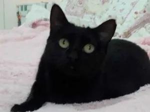 Gato raça Srd idade 1 ano nome Belíssima gatinha 