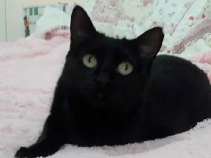 Gato ra a Srd idade 1 ano nome Belíssima gatinha 