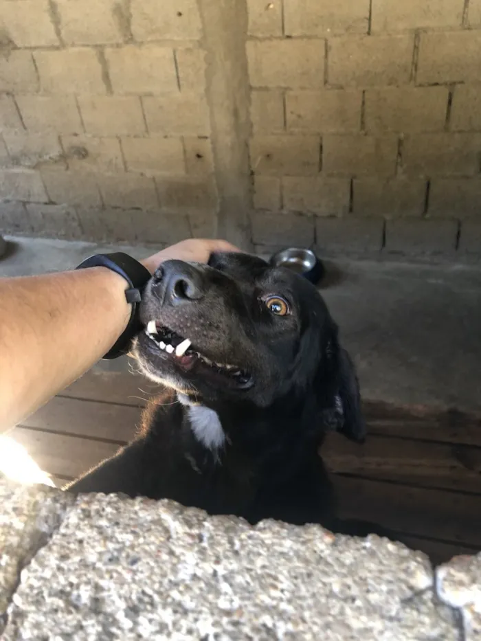 Cachorro raça SRD idade 3 anos nome JABOTICABA