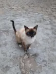 Mister bigodes