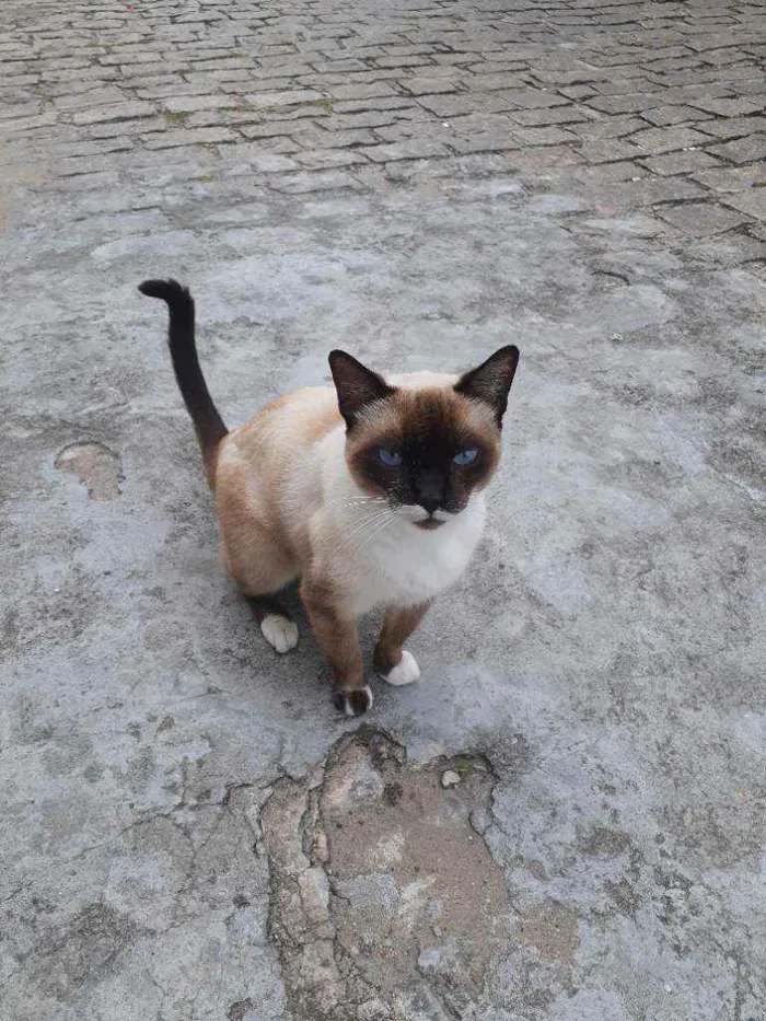 Gato raça Siamês  idade  nome Mister bigodes