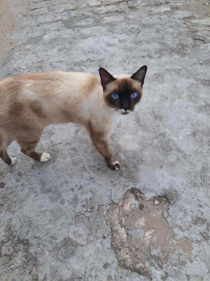Gato raça Siamês  idade  nome Mister bigodes