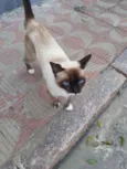 Mister bigodes