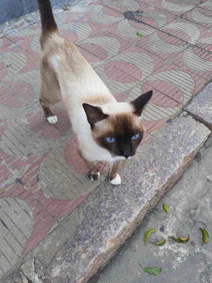 Gato raça Siamês  idade  nome Mister bigodes