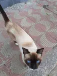 Mister bigodes