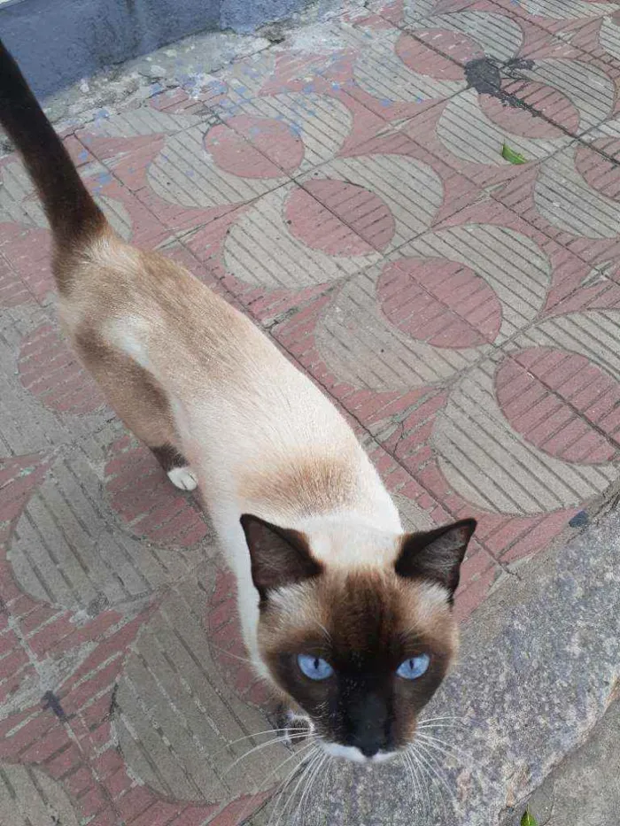 Gato raça Siamês  idade  nome Mister bigodes