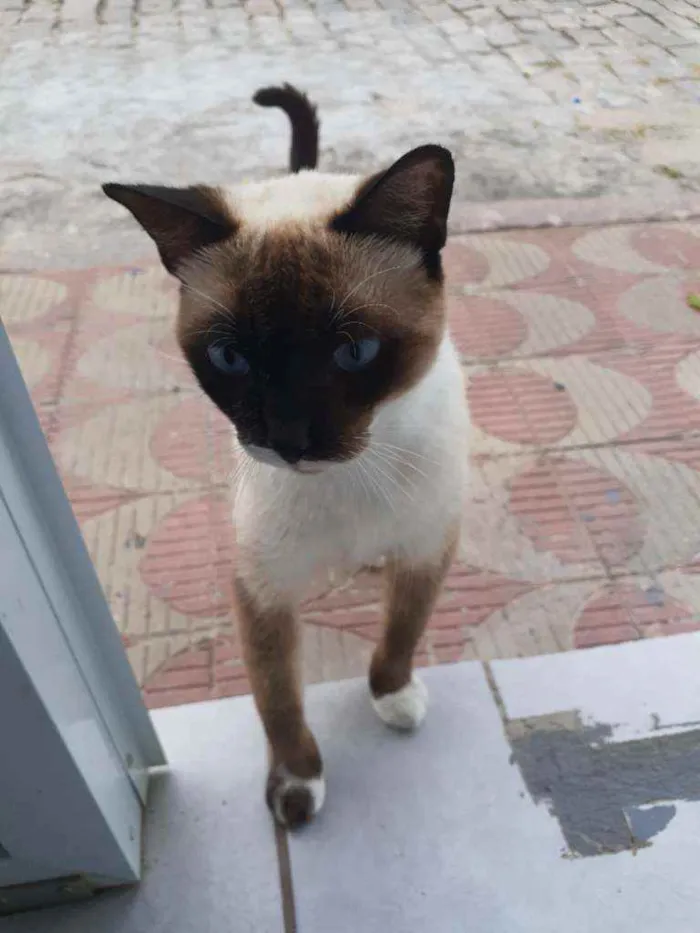 Gato raça Siamês  idade  nome Mister bigodes