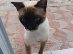 Gato raça Siamês  idade  nome Mister bigodes