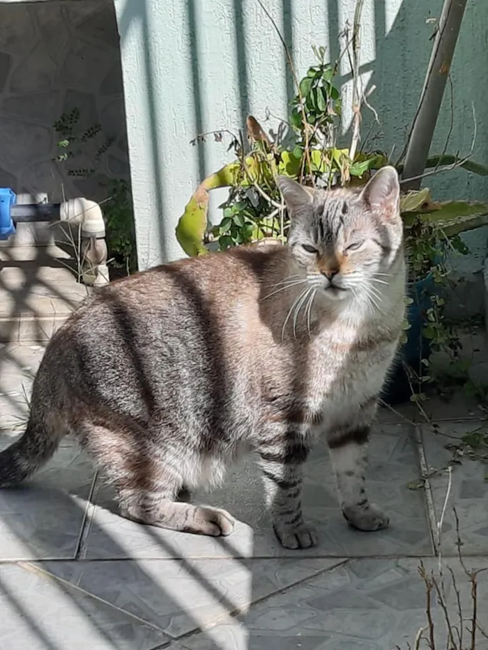 Gato ra a SRD idade 5 anos nome Sem nome ainda